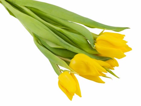 Yellow tulips isolated on a white background