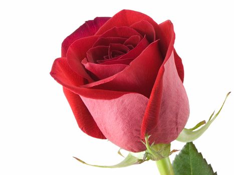 Red rose isolated on a white background