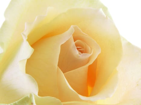 White rose macro isolated on a white background