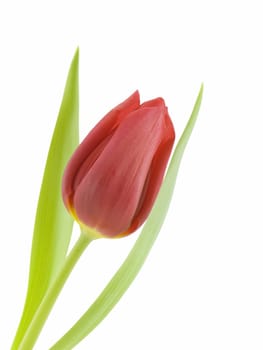 Red tulip isolated on a white background