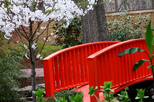 Cherry tree blossoming over an orange bridge in a garden