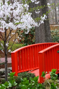 Cherry blossoms blooming over an orange bridge