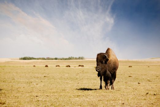 A bison / buffalo standing his ground on the paririe.