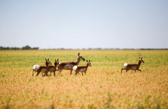 A family of pronghorn antelope running in a field.