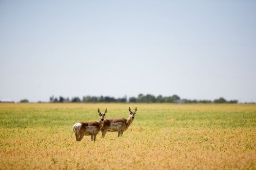 A prairie antelope in a field standing alert