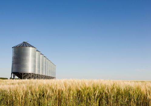 A wheat field with grain bins