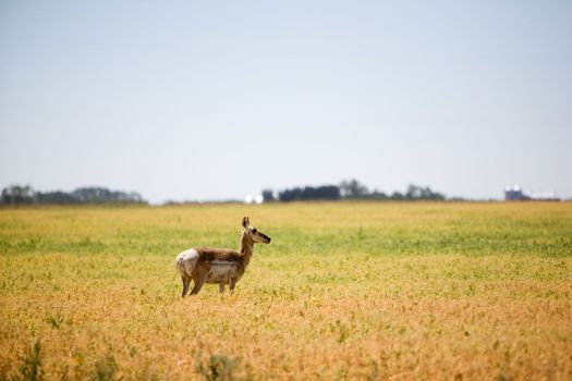 A prairie antelope in a field standing alert