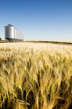 A wheat field in focus with grain bins in slightly out of focus in the background.