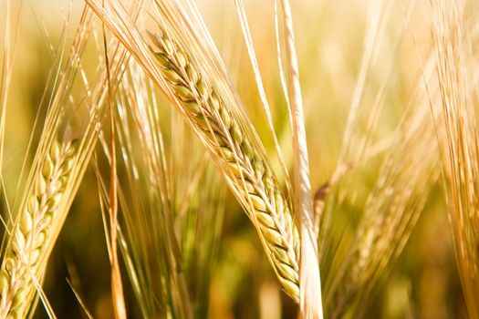 A head of wheat detail with background out of focus