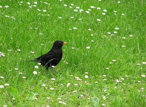 Blackbird sitting in a meadow