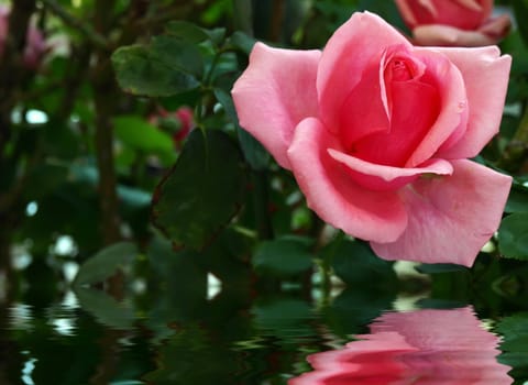 Macro shot of a wild pink rose