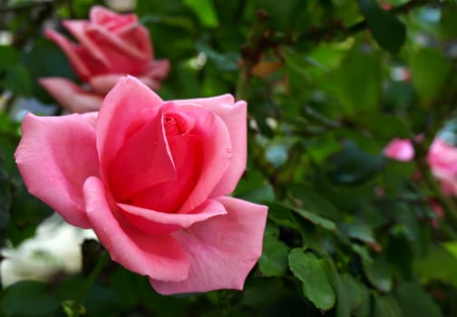 Macro shot of a wild pink rose