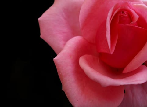 Macro shot of a wild pink rose