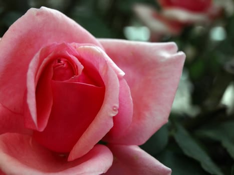 Macro shot of a wild pink rose