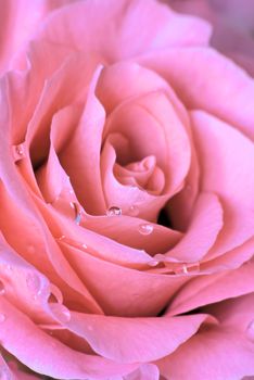 Macro shot of a pink rose with a water droplets
