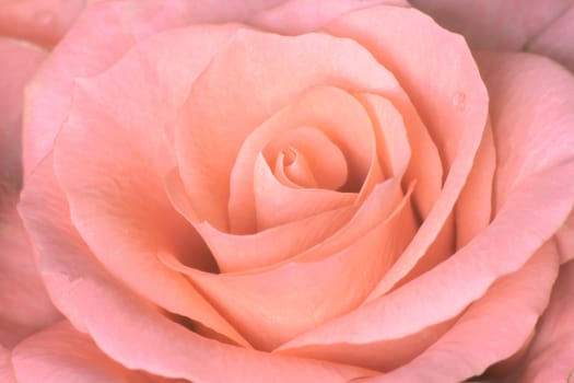 Macro shot of a pink rose with a water droplets