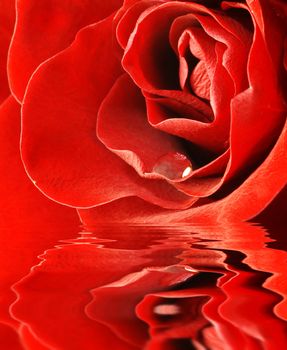 close up shot of red rose with water drop and reflection