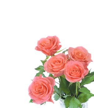 Beautiful pink roses on a white background with space for copy