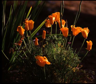 Poppies in Central Park, Fremont, CA