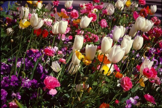 Tulips in Central Park, Fremont, CA