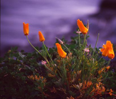 California Poppies