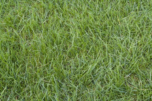 Green grass at field for golf