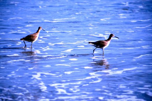 Birds on the beach in Big Sur