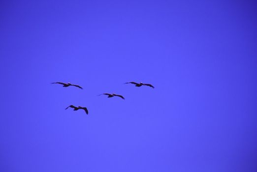 Pelicans in Santa Cruz