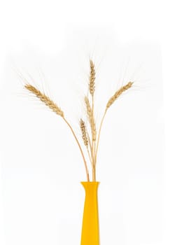 Few ears of wheat in yellow ceramic vase on white background