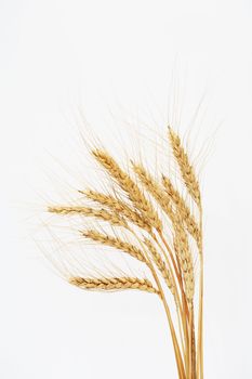 Bunch of wheat on white background with copy space