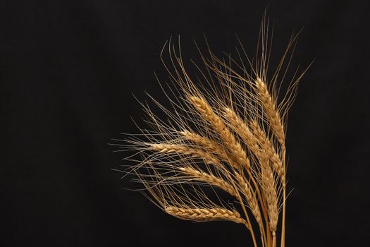 Bunch of golden wheat isolated on black background