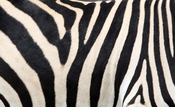 Zebra skin background, texture
