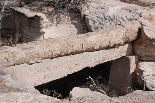 Petrified Forest - Agate Bridge