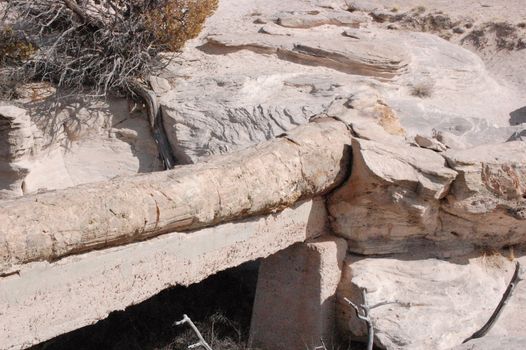 Petrified Forest - Agate Bridge