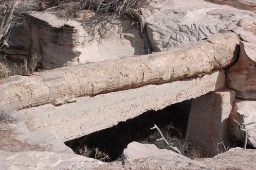 Petrified Forest - Agate Bridge