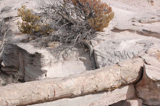 Petrified Forest - Agate Bridge