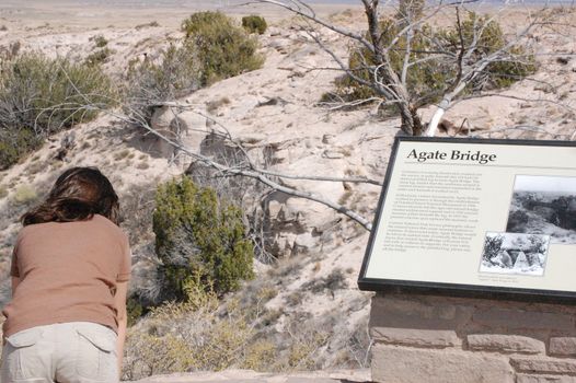 Petrified Forest - Agate Bridge