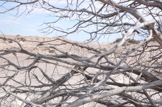 Petrified Forest - Branches