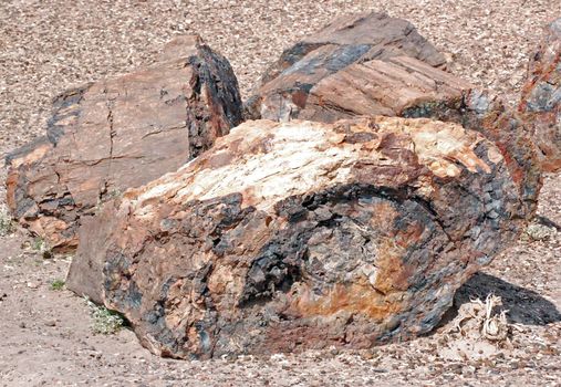 Petrified Forest - Crystal Lake