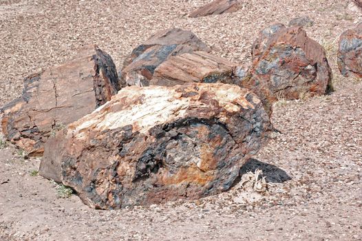 Petrified Forest - Crystal Lake