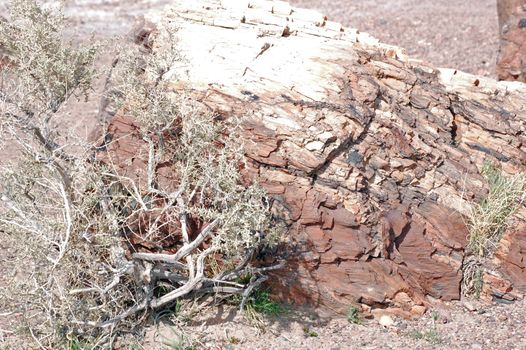 Petrified Forest - Crystal Lake