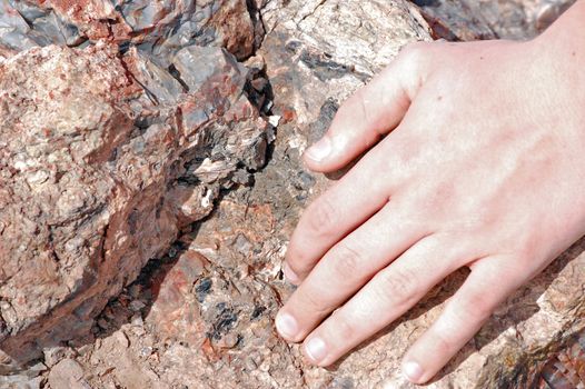 Petrified Forest - Crystal Lakes