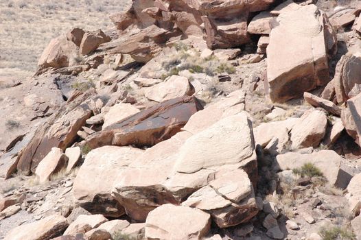 Petrified Forest - Newspaper Rock Petroglyphs