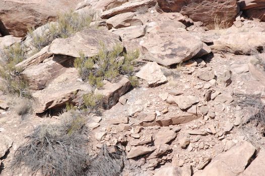 Petrified Forest - Newspaper Rock Petroglyphs