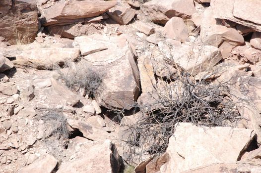 Petrified Forest - Newspaper Rock Petroglyphs