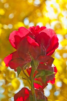 rose with a niceyellow background