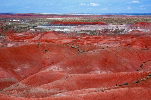 Petrified Forest Landscape - Arizona