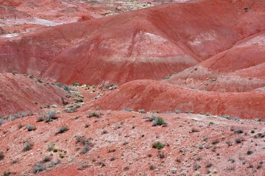 Petrified Forest Landscape - Arizona