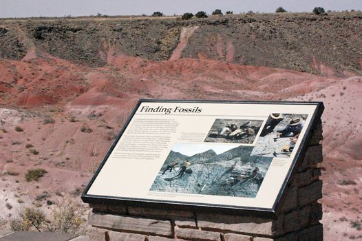 Petrified Forest Landscape - Arizona