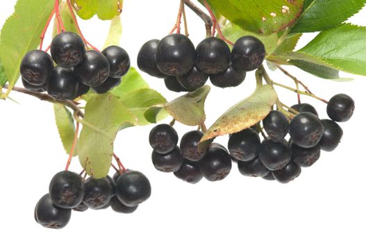 Branch black chokeberry close up it is isolated on a white background.